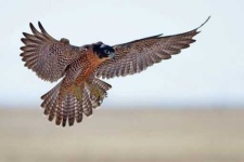 image of falcon