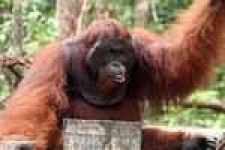 image of orangutan