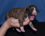 image of whippet