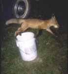 image of grey_fox