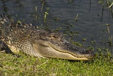 image of american_alligator