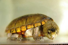 image of mud_turtle