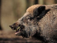 image of boar #31