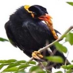 image of bird
