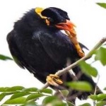 image of enggano_myna #29