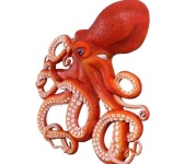 image of octopus