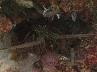 image of spiny_lobster