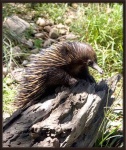 image of echidna