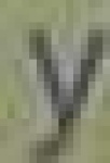 image of char