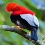 image of bird
