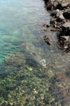 image of sea_lion