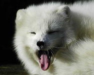 image of arctic_fox