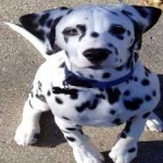 image of animal