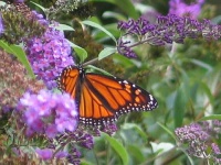 image of monarch