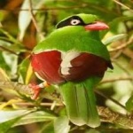 image of bird