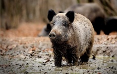 image of boar #19