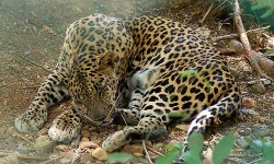 image of jaguar_car