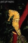 image of sea_horse