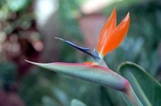 image of bird_of_paradise_flower #29