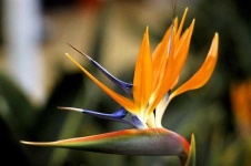 image of bird_of_paradise_flower #14