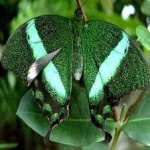image of animal