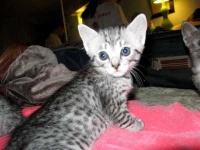 image of egyptian_mau #0