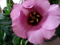 image of flower