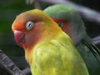image of lovebird