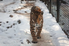 image of animal