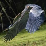 image of blue_heron #16