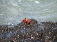image of rock_crab