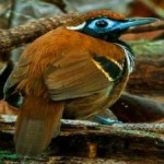 image of bird