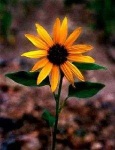 image of sunflower