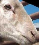 image of animal