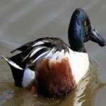 image of bird