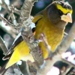 image of bird