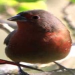 image of bird