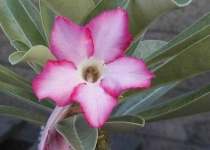 image of flower