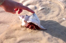 image of hermit_crab