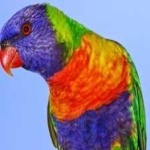 image of bird