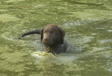 image of chesapeake_bay_retriever