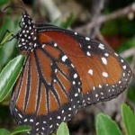 image of animal
