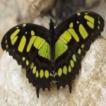 image of animal