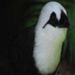 image of bird