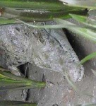image of animal