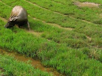 image of water_buffalo