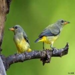 image of bird