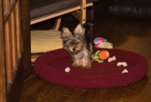image of silky_terrier