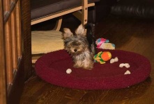 image of silky_terrier #19