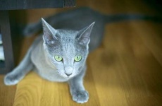 image of russian_blue #11